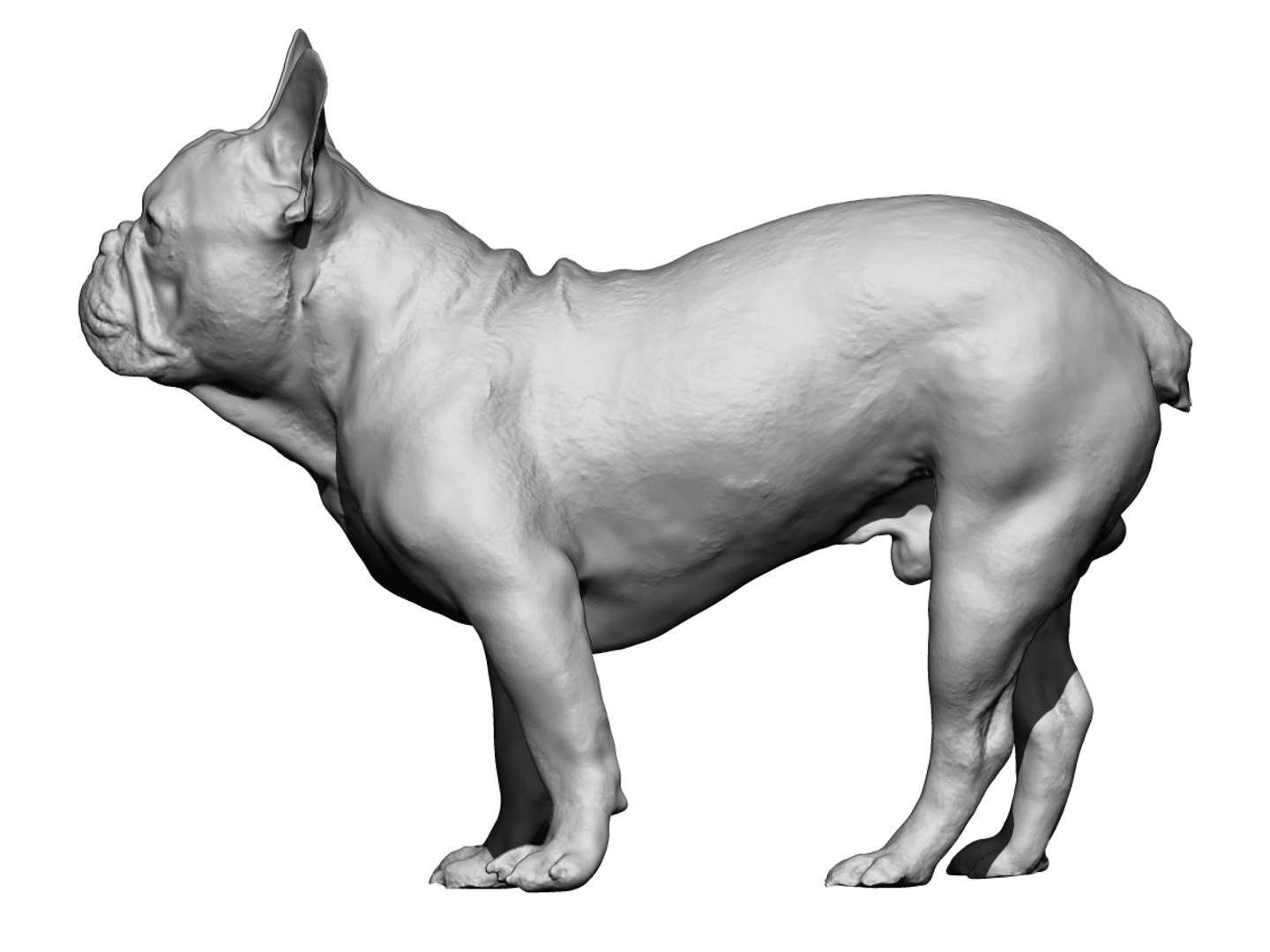 3D Dog Scanned Photogrammetry Model - TurboSquid 1349071