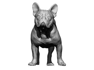 French Bulldog male 03 - standing dog