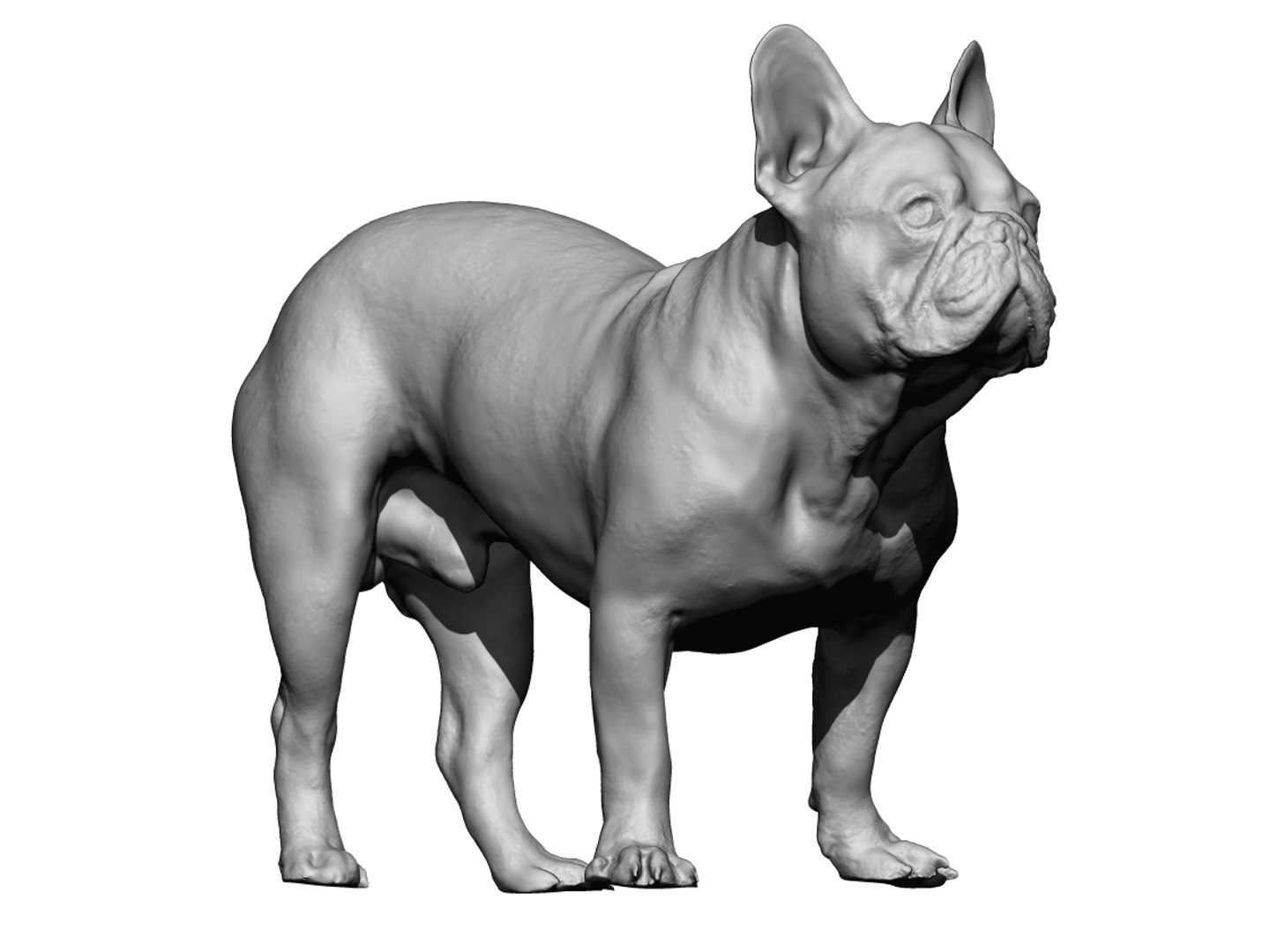 3D Dog Scanned Photogrammetry Model - TurboSquid 1349071