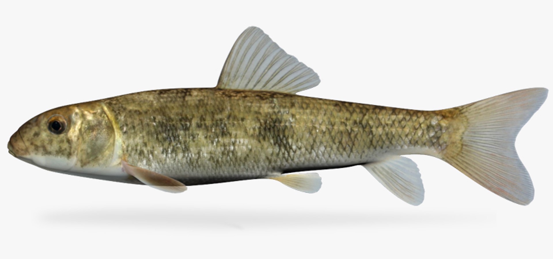 3d Catostomus Commersoni White Sucker Model