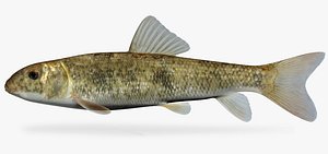 3d catostomus commersoni white sucker model