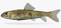 Catostomus commersoni  White Sucker