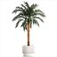 Small lush palm tree in a white pot Date Robelena 1439