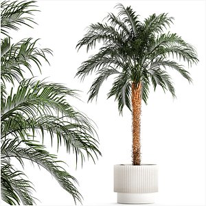 Small lush palm tree in a white pot Date Robelena 1439 model