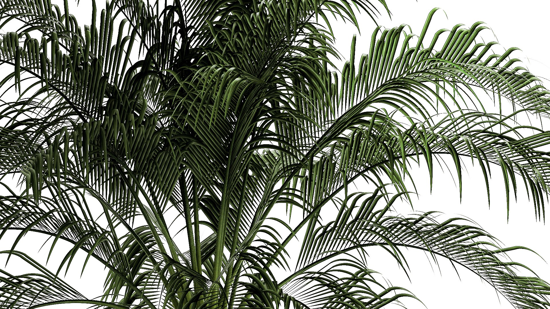 Small lush palm tree in a white pot Date Robelena 1439 model https://p.turbosquid.com/ts-thumb/dv/LoeXIx/F9/1phoenixroebelenii01112307/jpg/1698918033/1920x1080/fit_q87/a4aa140efd5ab28c76409cd055942ba08866059d/1phoenixroebelenii01112307.jpg