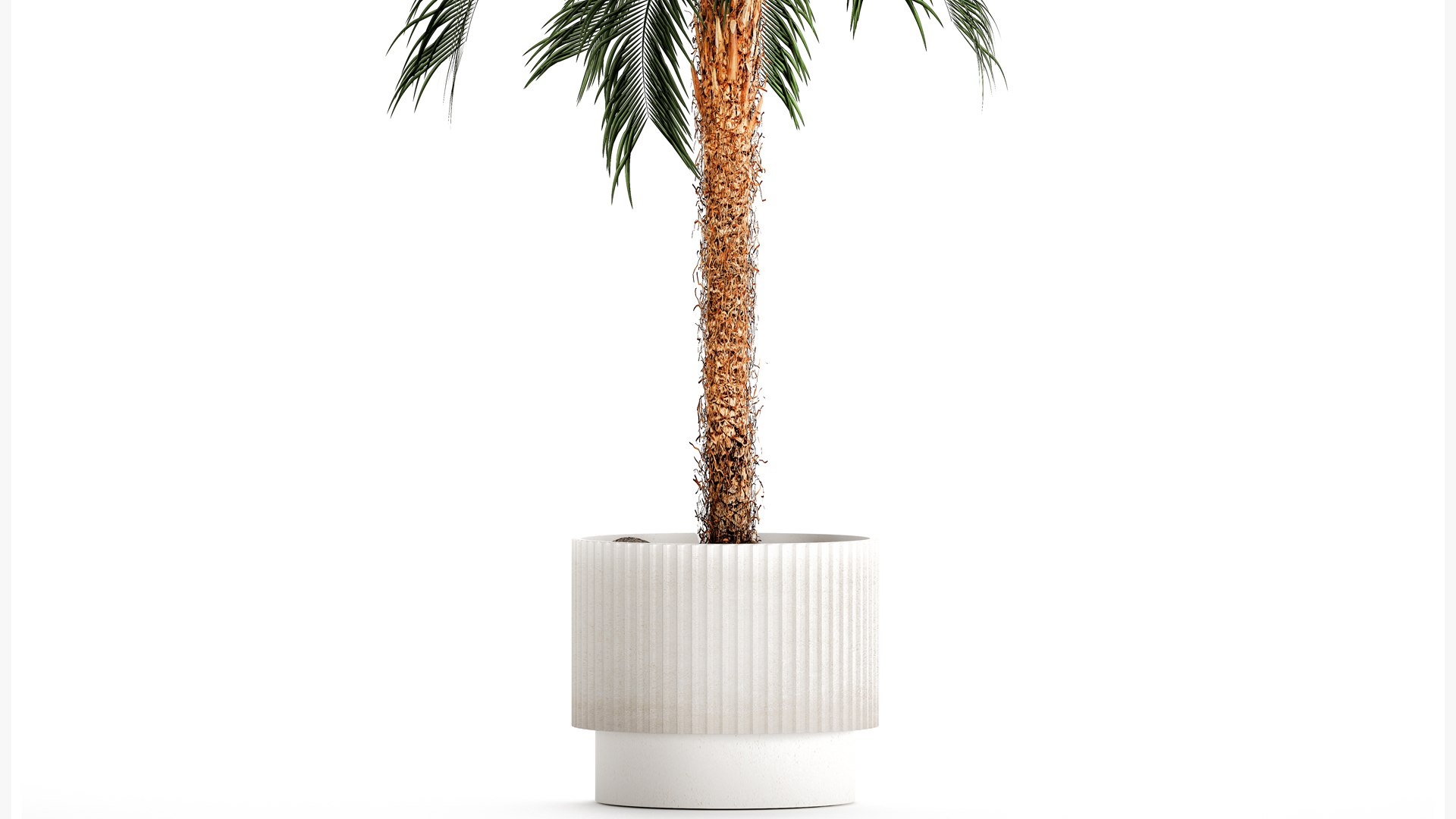 Small lush palm tree in a white pot Date Robelena 1439 model https://p.turbosquid.com/ts-thumb/dv/LoeXIx/Ua/1phoenixroebelenii01112306/jpg/1698918032/1920x1080/fit_q87/c9d03e199c7d5872dd04cdcfa81827739effcb18/1phoenixroebelenii01112306.jpg