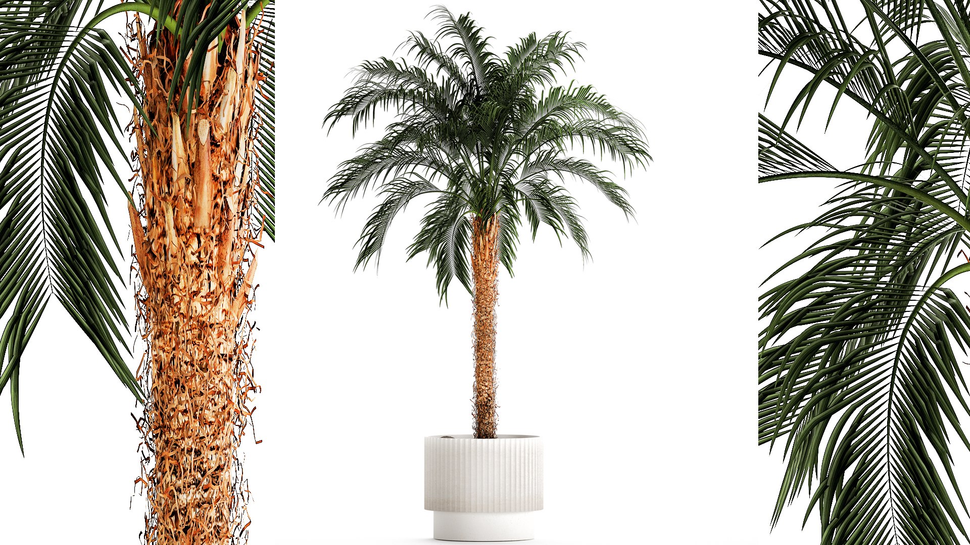 Small lush palm tree in a white pot Date Robelena 1439 model https://p.turbosquid.com/ts-thumb/dv/LoeXIx/Vd/1phoenixroebelenii01112303/jpg/1698918031/1920x1080/fit_q87/76b3d59b8ce033530750606e67517cc637dfd876/1phoenixroebelenii01112303.jpg