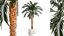Small lush palm tree in a white pot Date Robelena 1439