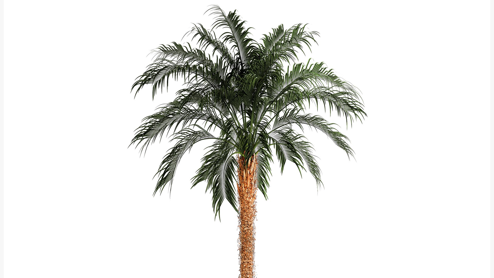 Small lush palm tree in a white pot Date Robelena 1439 model https://p.turbosquid.com/ts-thumb/dv/LoeXIx/Y7/1phoenixroebelenii01112305/jpg/1698918031/1920x1080/fit_q87/5fab9f3e97c7309329da45d40bb950ac3964bf51/1phoenixroebelenii01112305.jpg