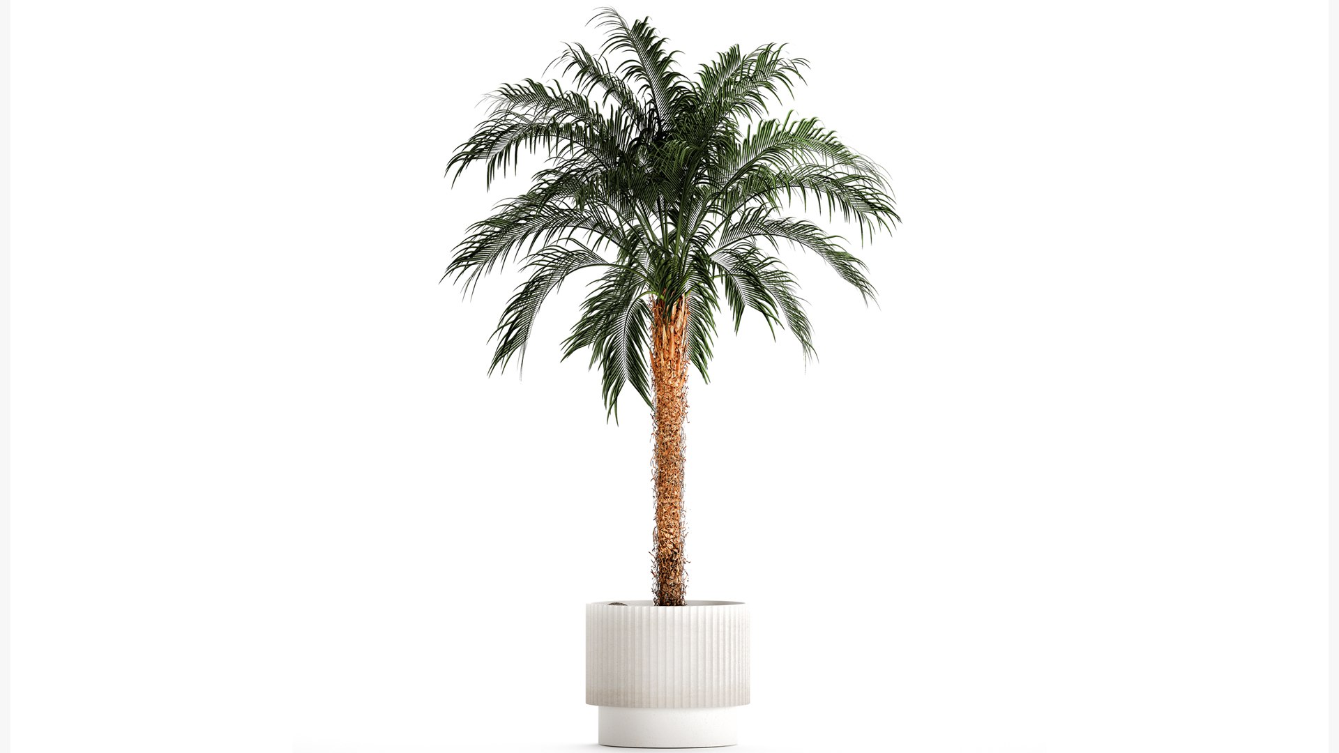 Small lush palm tree in a white pot Date Robelena 1439 model https://p.turbosquid.com/ts-thumb/dv/LoeXIx/yP/1phoenixroebelenii01112304/jpg/1698918030/1920x1080/fit_q87/d232d7e6f21c013ddabdf6a26df5b32b1cf19e44/1phoenixroebelenii01112304.jpg