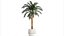 Small lush palm tree in a white pot Date Robelena 1439