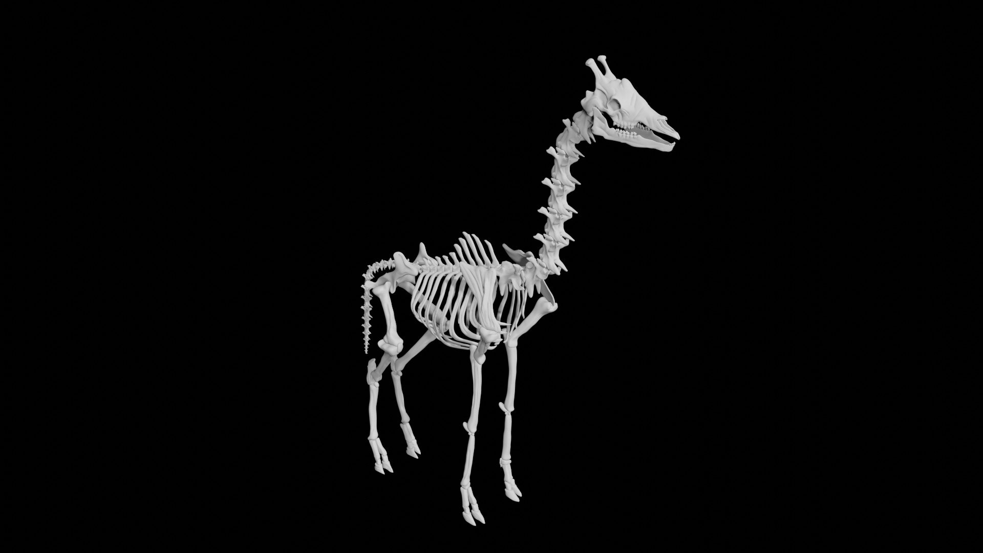 3D Giraffe Skeleton - TurboSquid 1857160