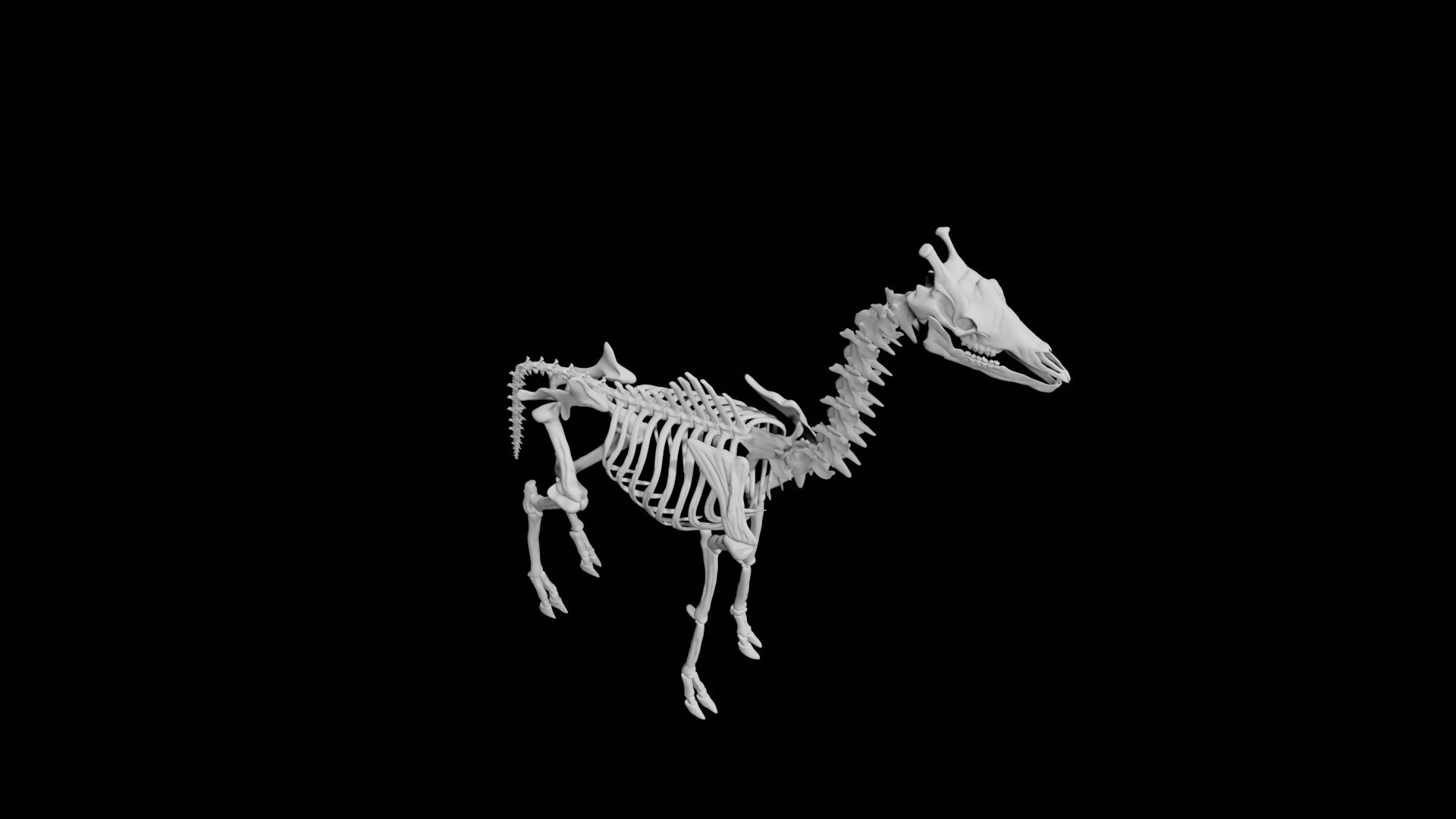 3d Giraffe Skeleton - Turbosquid 1857160