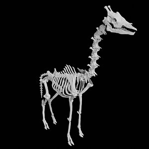 Giraffe Skeleton