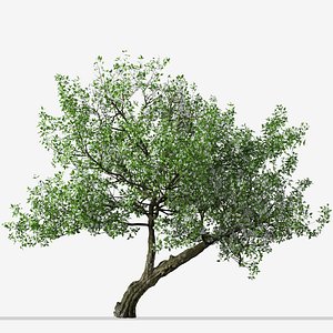 Set of Crataegus monogyna or Common hawthorn Trees - 2 Trees 3D model
