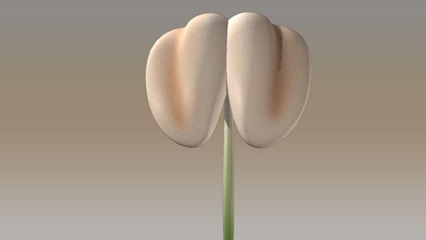 stamen obj