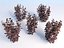 ninebark hedge 120 Physocarpus opulifolius