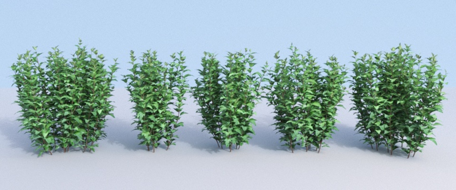 bushes ninebark physocarpus opulifolius 3D model https://p.turbosquid.com/ts-thumb/dv/kXr6tR/I9dVnlob/hedge_2a/jpg/1560777274/1920x1080/fit_q87/ab976abe8df6868e7591b65b5291e48610f78b18/hedge_2a.jpg
