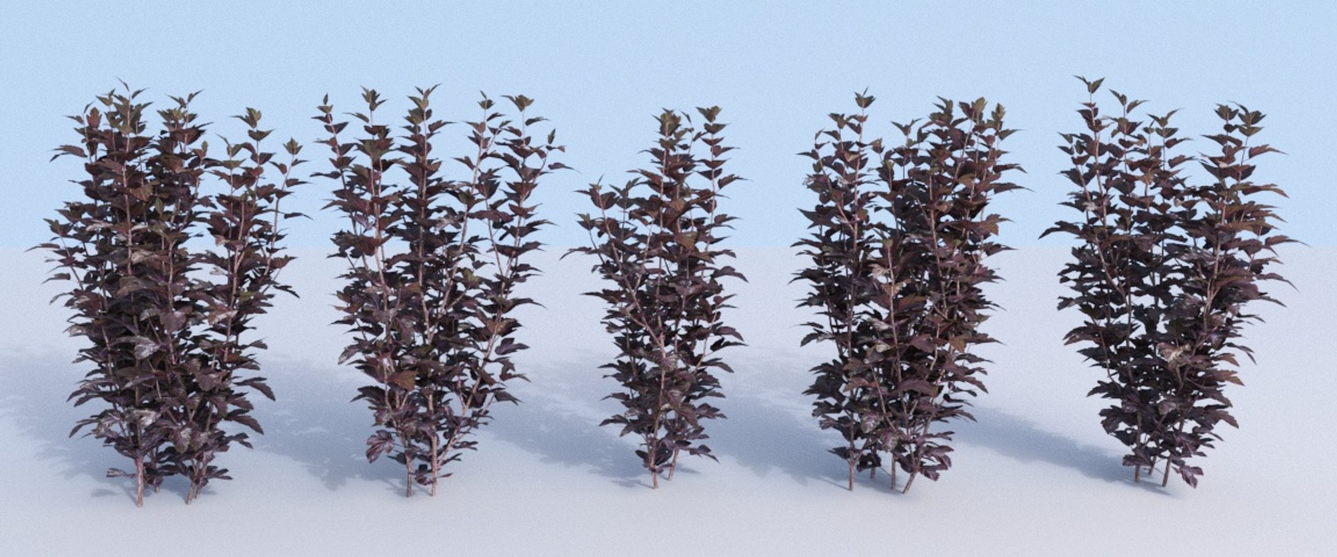 bushes ninebark physocarpus opulifolius 3D model https://p.turbosquid.com/ts-thumb/dv/kXr6tR/PrYWSvvZ/hedge_1a/jpg/1560777274/1920x1080/fit_q87/777560d7832ed754cc49f2702f6733deb8fb0b9f/hedge_1a.jpg