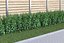 ninebark hedge 120 Physocarpus opulifolius