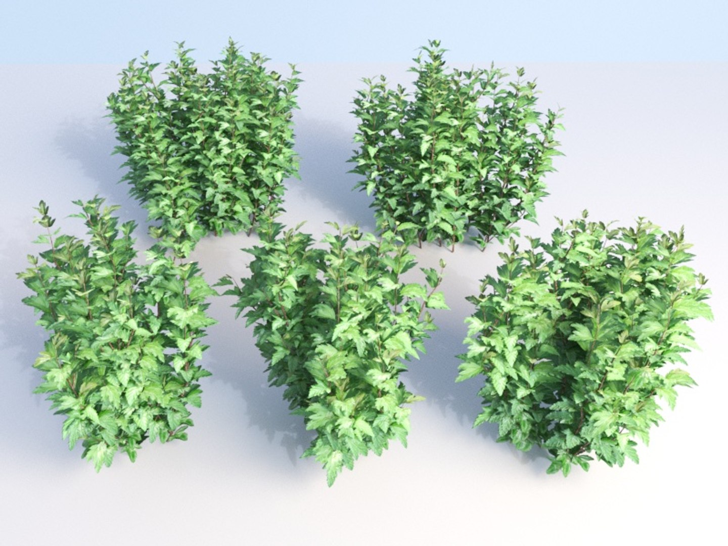 bushes ninebark physocarpus opulifolius 3D model https://p.turbosquid.com/ts-thumb/dv/kXr6tR/hPnypVQv/hedge_2/jpg/1560777274/1920x1080/fit_q87/a8e44e83006f1bcf349adb6fa472cc1593aca079/hedge_2.jpg