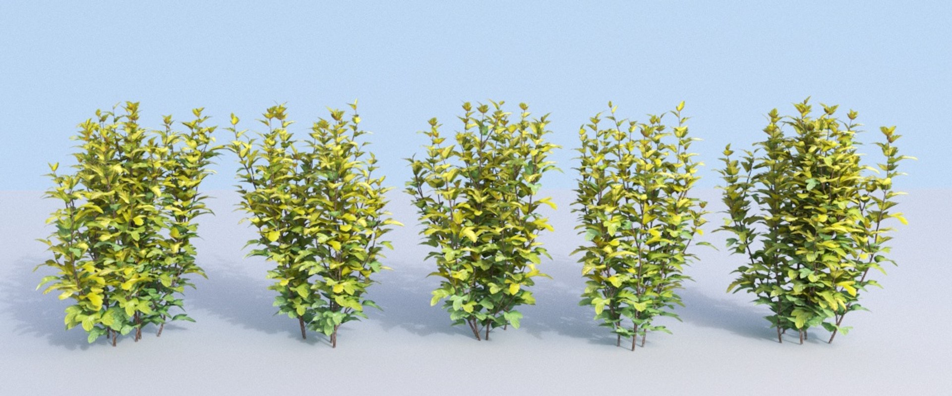 bushes ninebark physocarpus opulifolius 3D model https://p.turbosquid.com/ts-thumb/dv/kXr6tR/ryzdGHYB/hedge_3a/jpg/1560777274/1920x1080/fit_q87/4fb7cd49f6fad5675ecfc335feffa1ce04c06ee2/hedge_3a.jpg