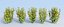 ninebark hedge 120 Physocarpus opulifolius