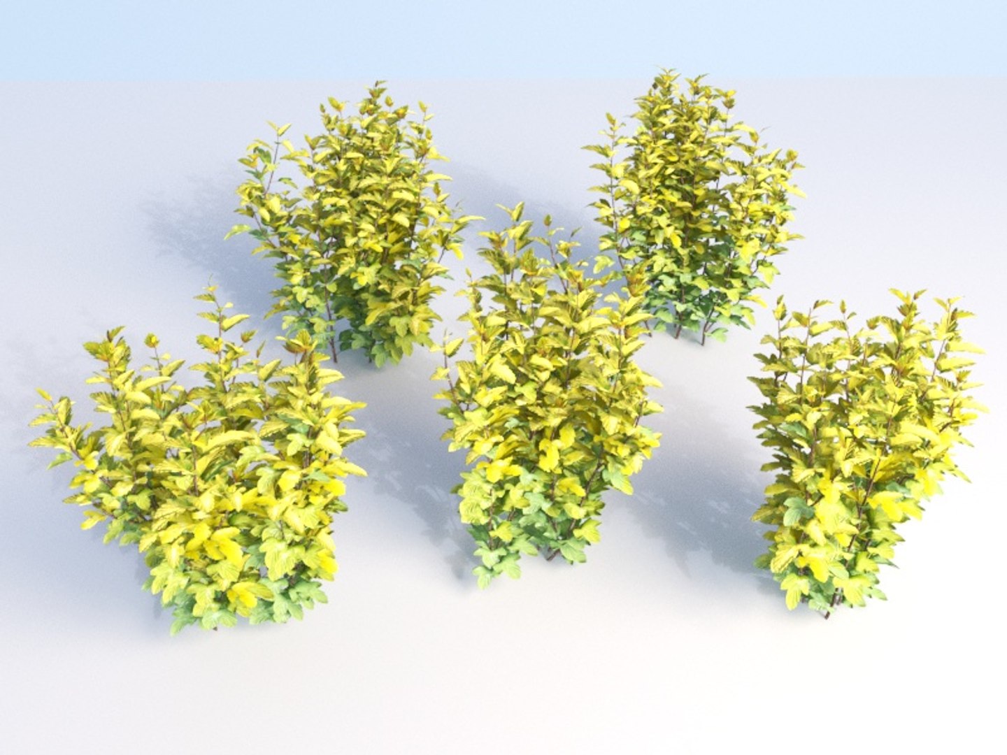 bushes ninebark physocarpus opulifolius 3D model https://p.turbosquid.com/ts-thumb/dv/kXr6tR/sN9XBFb5/hedge_3/jpg/1560777274/1920x1080/fit_q87/e5008ce061cb92e9e3feb8518682904c1eb2b08c/hedge_3.jpg