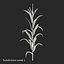 Corn Plant