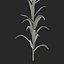 Corn Plant