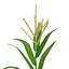 Corn Plant