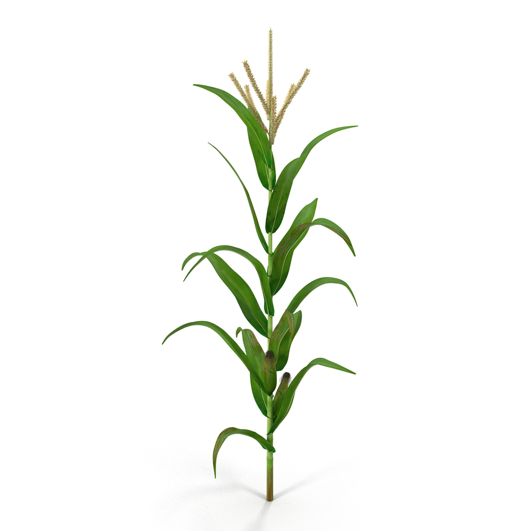 corn plant 3d model https://p.turbosquid.com/ts-thumb/dv/o5SEVB/JARRgdxT/corn_plant_360/jpg/1456309272/1920x1080/turn_fit_q99/bdc0a595483b3b2c03e8251d1c297dba386852df/corn_plant_360-1.jpg