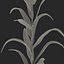 Corn Plant