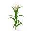 Corn Plant