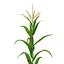 Corn Plant
