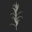 Corn Plant