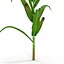 Corn Plant