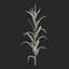 Corn Plant
