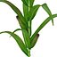 Corn Plant