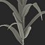Corn Plant