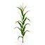 Corn Plant