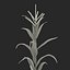 Corn Plant