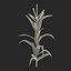 Corn Plant