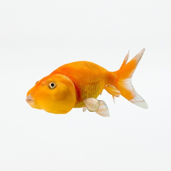 3D bubble eye fish model - TurboSquid 1400276