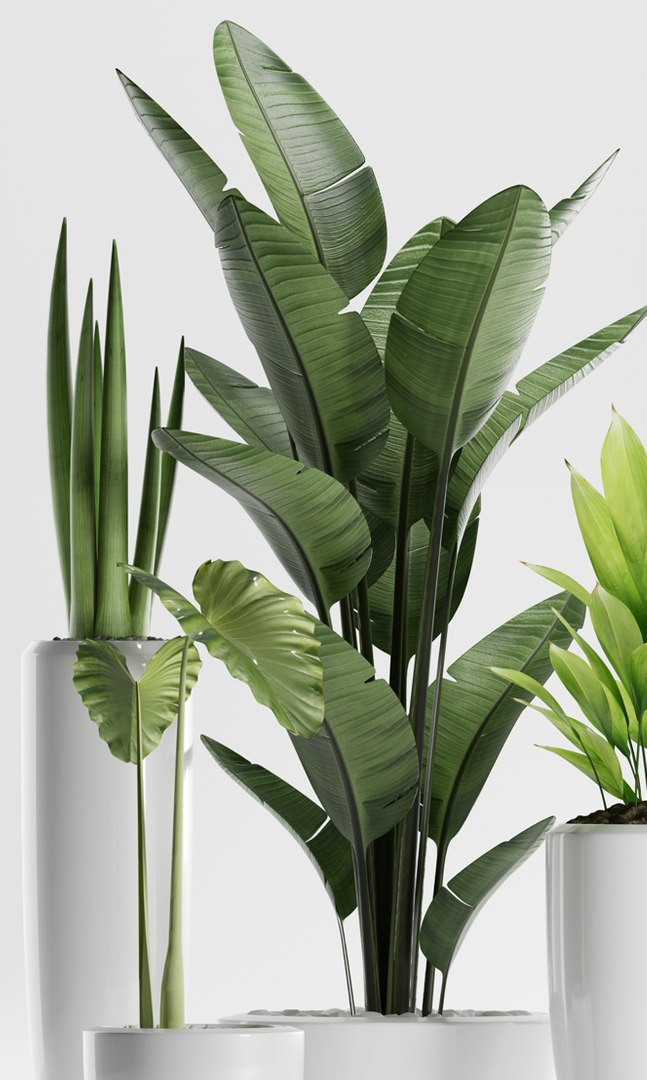 plants 199 indoor 3D model https://p.turbosquid.com/ts-thumb/dv/vTgIuA/PjFTTJQU/3/jpg/1570036912/1920x1080/fit_q87/e376a6fabbd800600114199d2951151227781c86/3.jpg