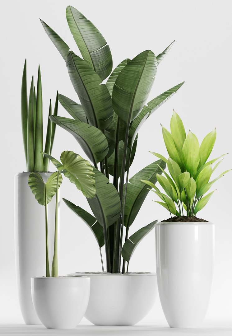 plants 199 indoor 3D model https://p.turbosquid.com/ts-thumb/dv/vTgIuA/mPTMciAs/2/jpg/1570036901/1920x1080/fit_q87/72b97e495128fcfbf4dc93c42b28c9dc5fa88f5f/2.jpg