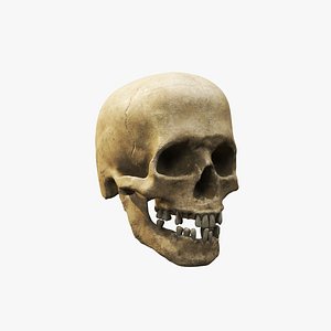 Human Skull V3