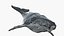 humpback whale rig obj