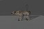Smilodon