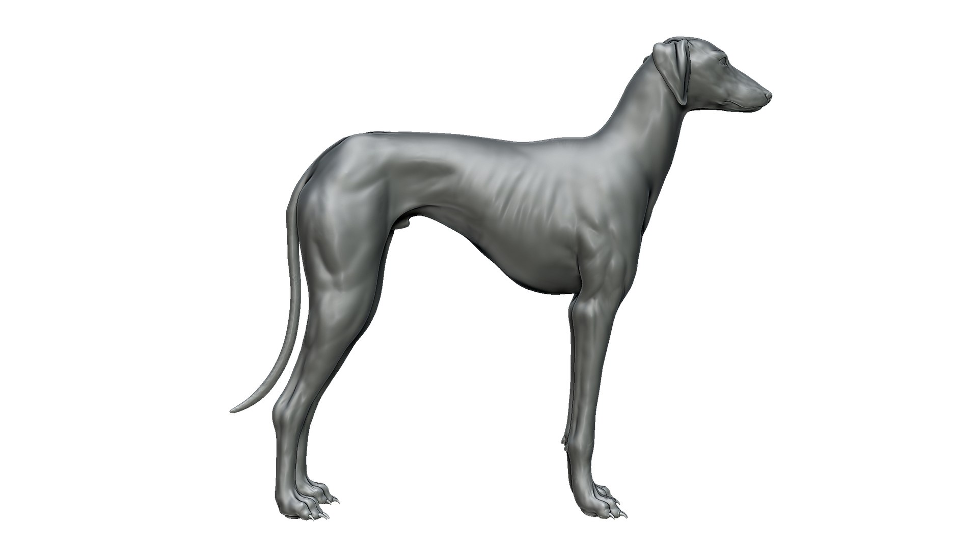 3D Dog Model - TurboSquid 2278386